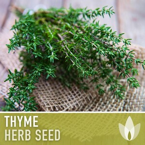 Thyme Herb Seeds | 200+ Seeds, Heirloom, Organic, Culinary, Medicinal, Rare, Perennial, Thymus vulgaris image 4