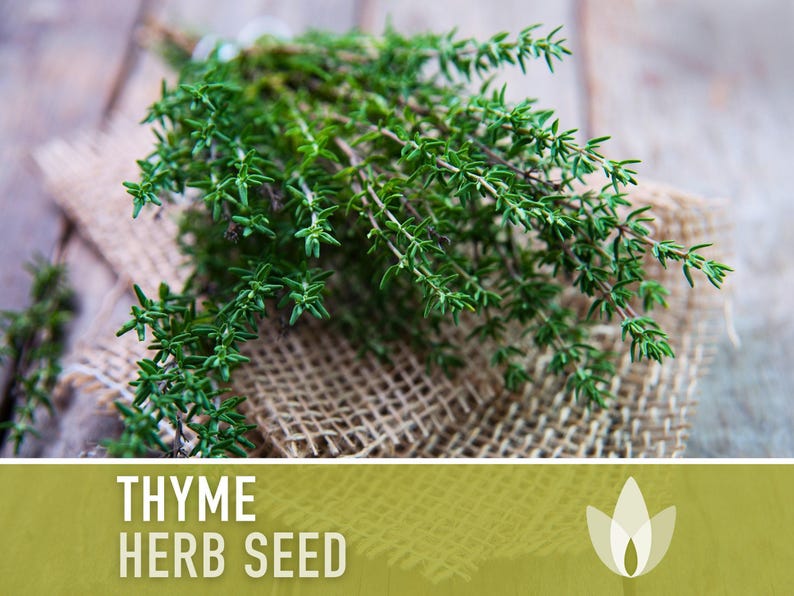 Thyme Herb Seeds | 200+ Seeds, Heirloom, Organic, Culinary, Medicinal, Rare, Perennial, Thymus vulgaris image 4