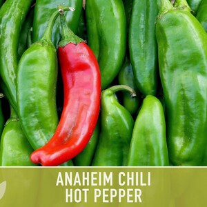Anaheim Chili Seeds | 25+ Seeds, Heirloom, Mild Flavor, Versatile Use | Capsicum annuum image 9