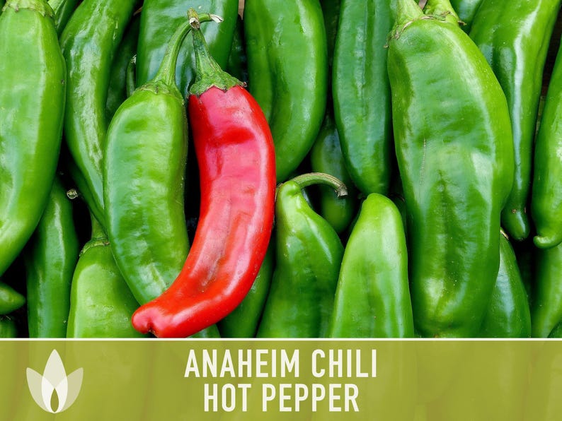 Anaheim Chili Seeds | 25+ Seeds, Heirloom, Mild Flavor, Versatile Use | Capsicum annuum image 9