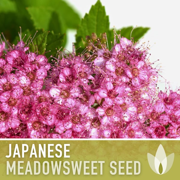 Japanese Meadowsweet Seeds - Heirloom Seeds, Japanese Spiraea, Japanese Meadowsweet Seeds, Asian Seeds, Open Pollinated, Non-GMO