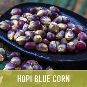 Hopi Blue Corn Heirloom Seeds - Non-GMO, Open Pollinated image 6
