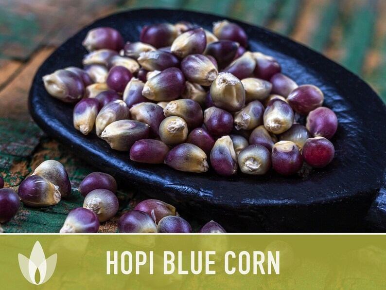 Hopi Blue Corn Heirloom Seeds - Non-GMO, Open Pollinated image 6