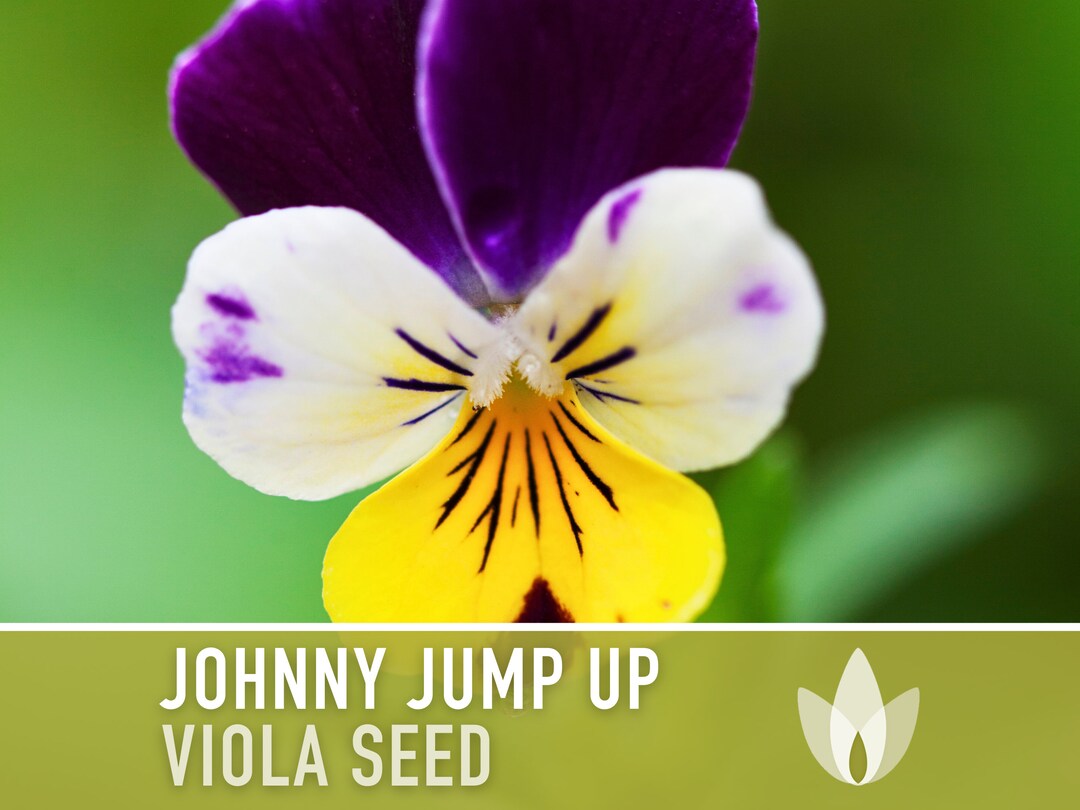 Breathtaking Johnny Jump Up Viola Artwork Concept Breathtaking Johnny Jump Up Viola Artwork Concept