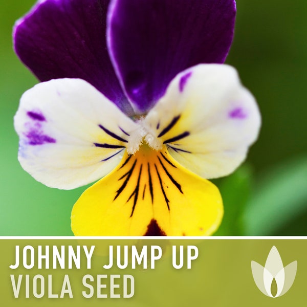 Johnny Jump Up, Helen Mount (Viola) Flower Seeds - Heirloom Flower, Heartsease Pansy, Tri-color Field Pansy, Native Wildflower, Non-GMO