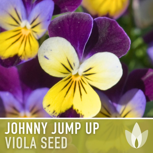 Johnny Jump Up, Helen Mount (Viola) Flower Seeds - Heirloom Flower, Heartsease Pansy, Tri-color Field Pansy, Native Wildflower, Non-GMO