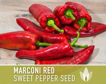 Marconi Red Sweet Pepper Heirloom Seeds