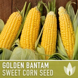 Golden Bantam Sweet Corn Seeds | 50+ Seeds, Non-GMO, Open Pollinated, Heirloom, Zea mays image 4