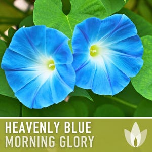 Morning Glory, Heavenly Blue Heirloom Seeds, Flower Seeds, Vine image 5