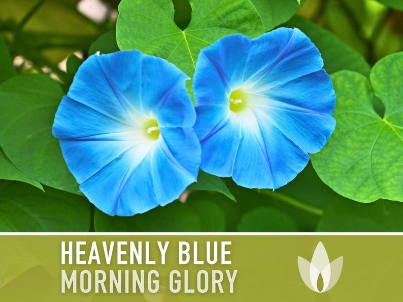 Morning Glory, Heavenly Blue Heirloom Seeds, Flower Seeds, Vine image 5