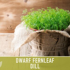 Dwarf Fernleaf Dill Seeds | 40+ Seeds, Heirloom, Culinary & Medicinal Herb, Butterfly Host | Anethum graveolens image 9
