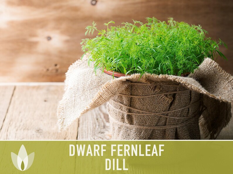Dwarf Fernleaf Dill Seeds | 40+ Seeds, Heirloom, Culinary & Medicinal Herb, Butterfly Host | Anethum graveolens image 9