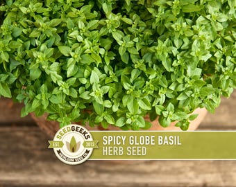 Puede incluir: Primer plano de una maceta llena de vibrantes plantas de hierbas de albahaca Spicy Globe verde. La imagen presenta un fondo de madera y un logotipo que dice "Seed Geeks" y "Spicy Globe Basil Herb Seed".