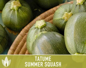 Tatume Summer Squash Seeds - Heirloom, Organic, Non-GMO