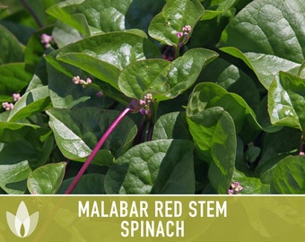 Malabar Red Stem Spinach Heirloom Seeds