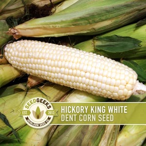 May include: Close-up of a white ear of corn with tightly packed kernels, lying on a bed of green husks and other ears of corn. The text "Hickory King White Dent Corn Seed" is displayed on a green banner.