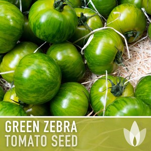 Green Zebra Tomato Seeds Heirloom, Indeterminate, Open Pollinated, Non-GMO image 2