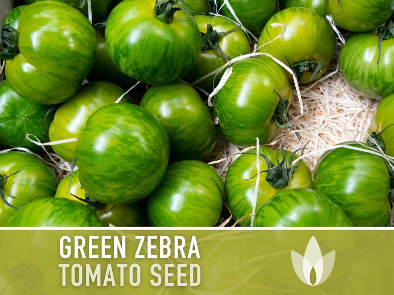 Green Zebra Tomato Seeds Heirloom, Indeterminate, Open Pollinated, Non-GMO image 2