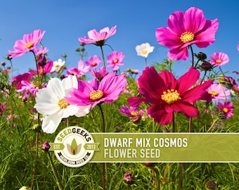 Dwarf Cosmos Mix Flower Seeds | 50+ Seeds, Heirloom, Pollinator Friendly, Compact | Cosmo bipinnatus