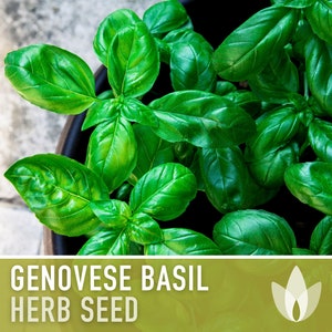 Genovese Basil Herb Heirloom Seeds