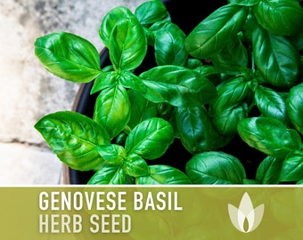 Genovese Basil Herb Heirloom Seeds