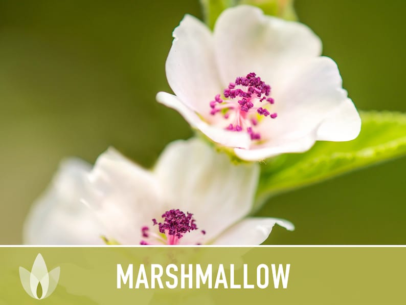 Marshmallow Medicinal Herb Heirloom Seeds Ancient Medicinal Etsy