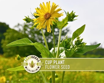 Cup Plant Flower Seeds – Heirloom Silphium, Pollinator Friendly