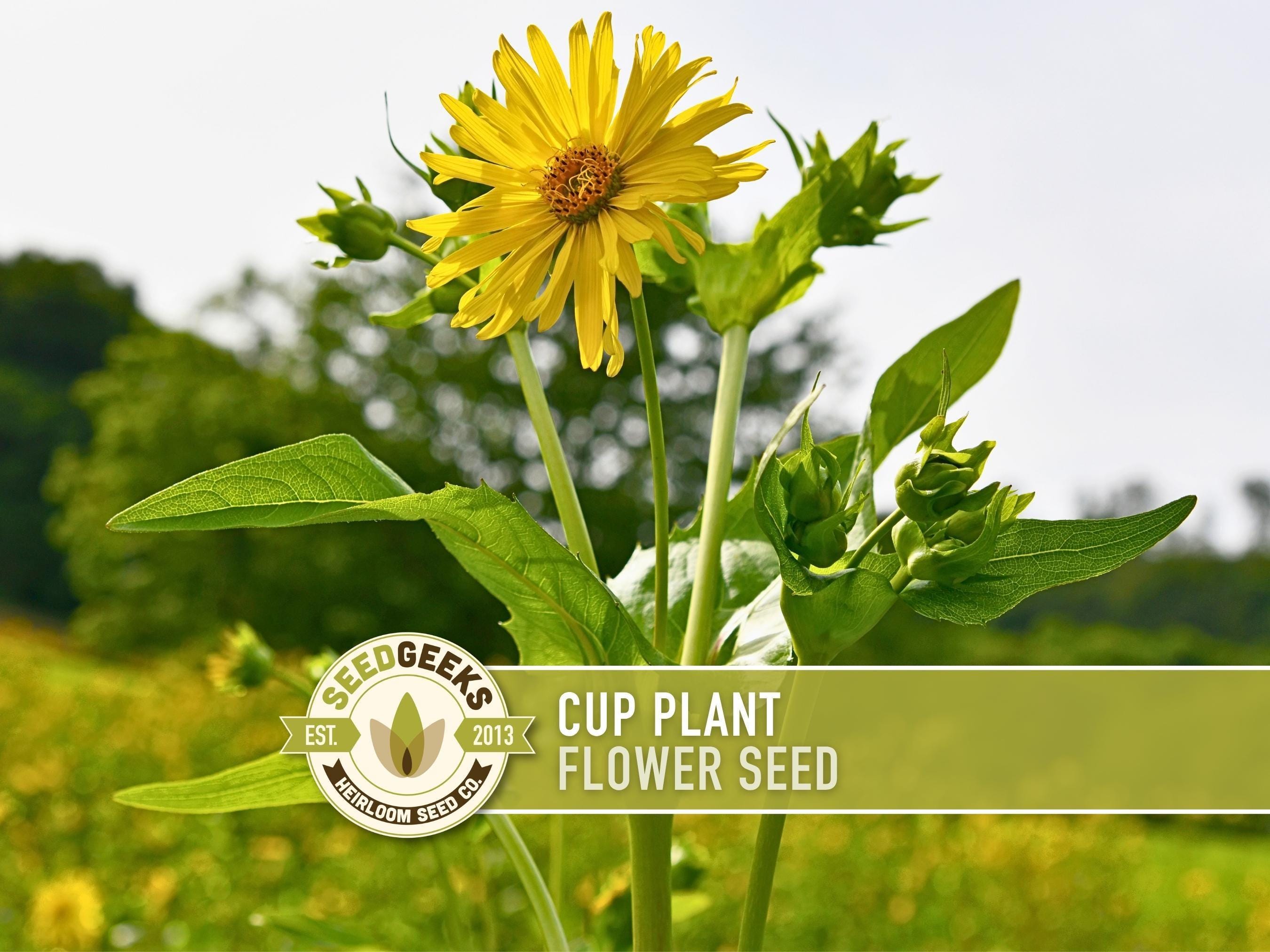 Cup Plant Flower Seeds  Heirloom Silphium, Pollinator Friendly - Etsy