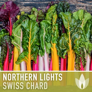 Swiss Chard, Northern Lights Seeds - Heirloom Seeds, Vivid Colorful Swiss Chard Mix, Rainbow Chard, Beta Vulgaris, Microgreens, OP, Non-GMO