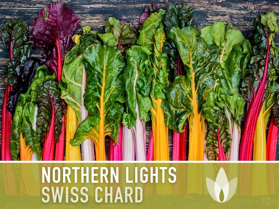 Northern Lights Swiss Chard Seeds, Rainbow Mix, Heirloom Non-GMO