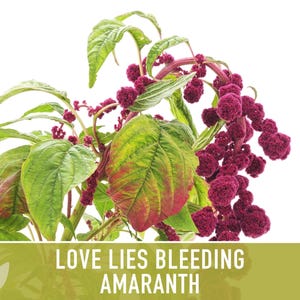 Semillas tradicionales de amaranto sangrante Love Lies imagen 11