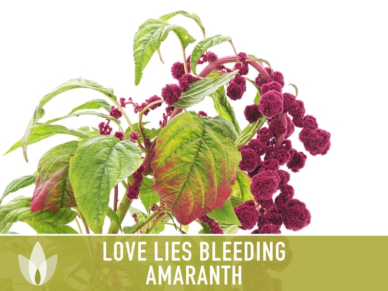 Semillas tradicionales de amaranto sangrante Love Lies imagen 11