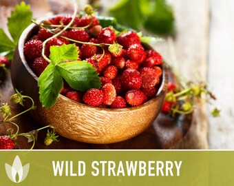 Wild Strawberry Seeds - Alpine Heirloom Variety - Etsy