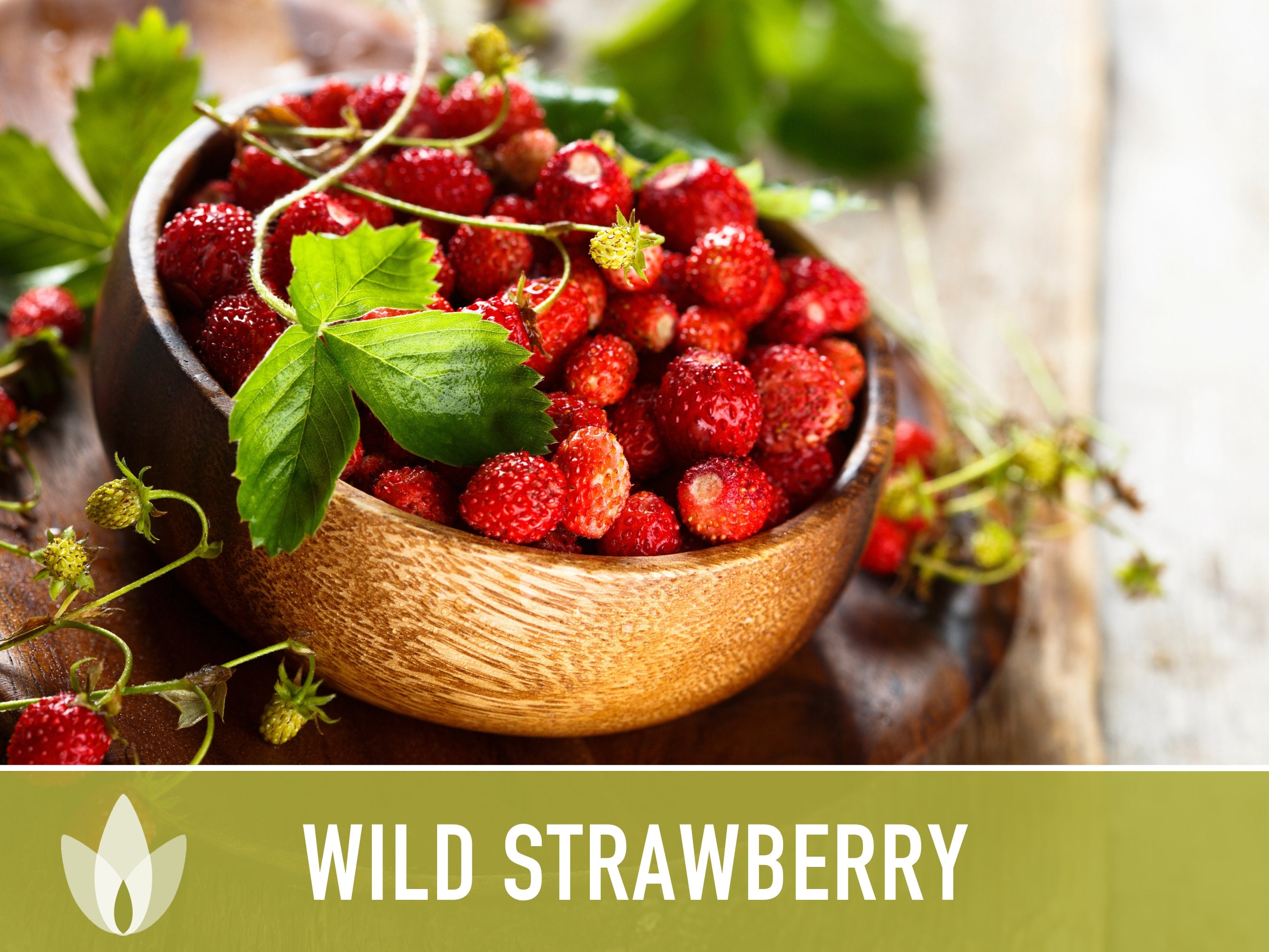 Wild Strawberry Seeds – Heirloom Alpine Variety, Open Pollinated