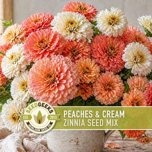 Peaches & Cream Zinnia Seed Mix | 100+ Seeds, Salmon, Peach and White Flowers | Zinnia elegans imagem 5