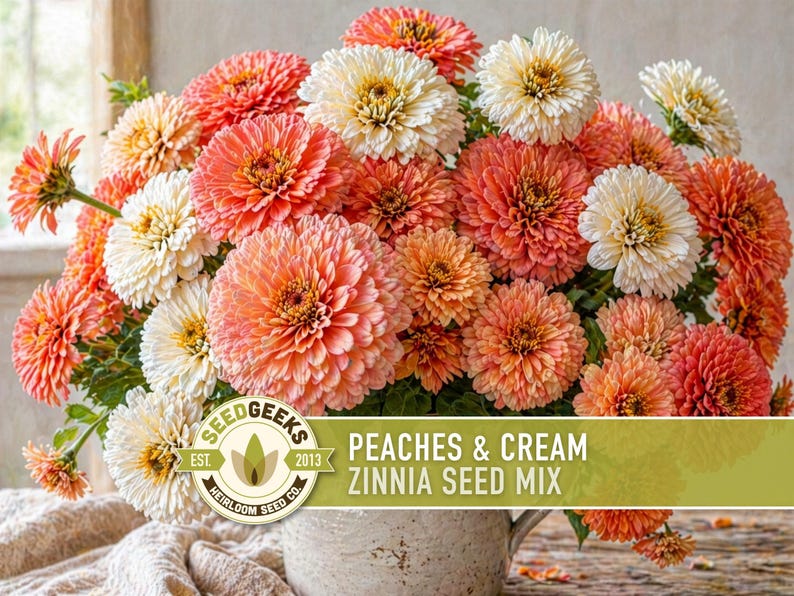 Peaches & Cream Zinnia Seed Mix | 100+ Seeds, Salmon, Peach and White Flowers | Zinnia elegans imagem 5
