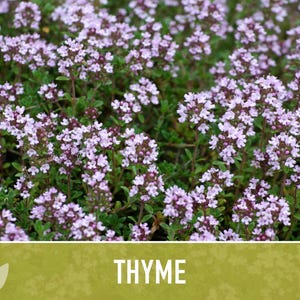 Thyme Herb Seeds | 200+ Seeds, Heirloom, Organic, Culinary, Medicinal, Rare, Perennial, Thymus vulgaris image 11