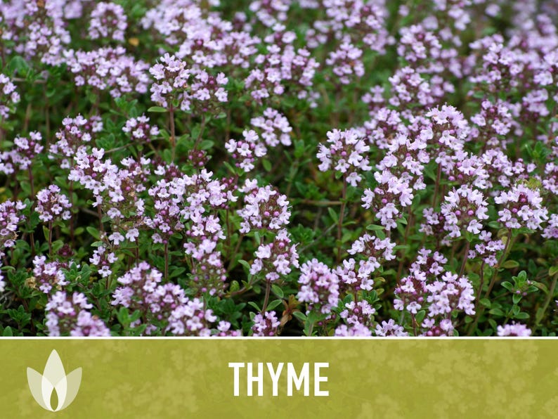Thyme Herb Seeds | 200+ Seeds, Heirloom, Organic, Culinary, Medicinal, Rare, Perennial, Thymus vulgaris image 11