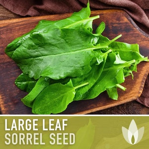 Sorrel, Large Leaf Heirloom Herb Seeds - Culinary Herb, Non-GMO, Open Pollinated