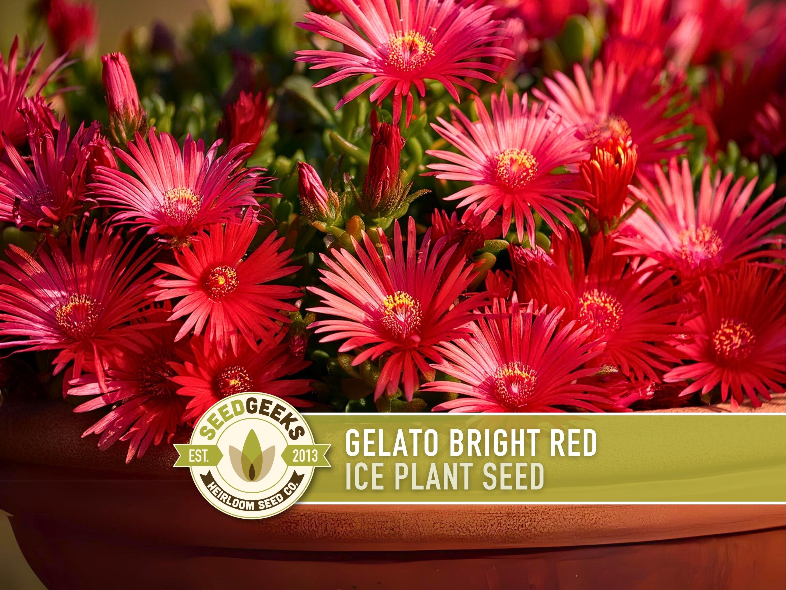 Gelato Red Ice Plant Seeds, Succulent Ground Cover, Non-GMO