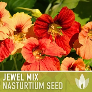 Nasturtium Jewel Mix Dwarf Heirloom Flower Seeds