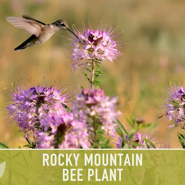 Rocky Mountain Bee Plant Flower Seeds - Heirloom Seeds, Native Seeds, Wild Cleome, Bee Spider Weed, Fragrant Flower, Non-GMO