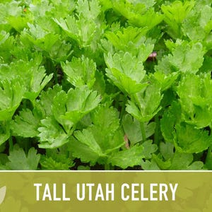 Tall Utah Celery Seeds - Heirloom, Open Pollinated, Non-GMO image 8