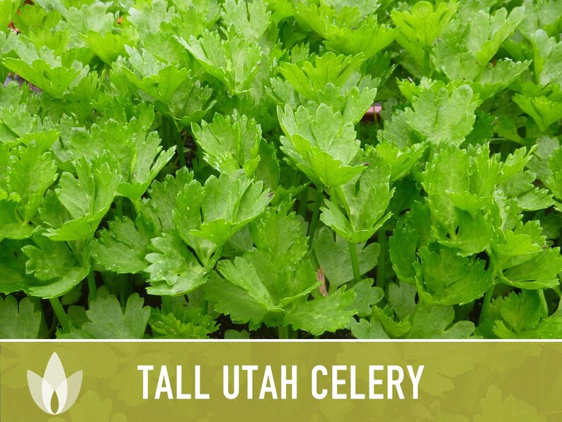 Tall Utah Celery Seeds - Heirloom, Open Pollinated, Non-GMO image 8