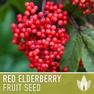 Red Elderberry Seeds - Heirloom Seeds, Sambucus Racemosa, Medicinal Plant, Fruit Seeds, Open Pollinated, Non-GMO