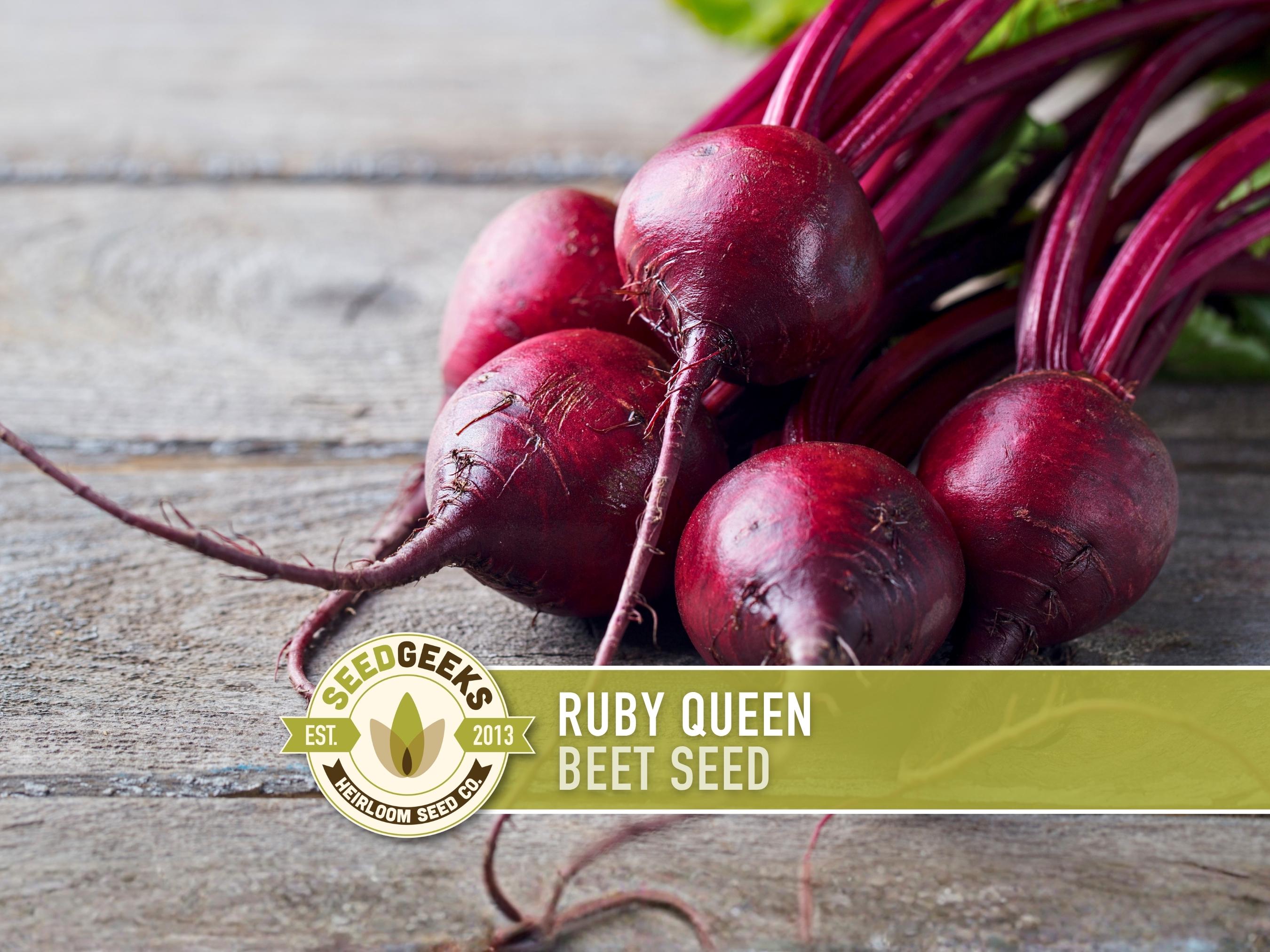 Ruby Queen Beet Seeds - Non-gmo Heirloom, AAS Winner - Etsy