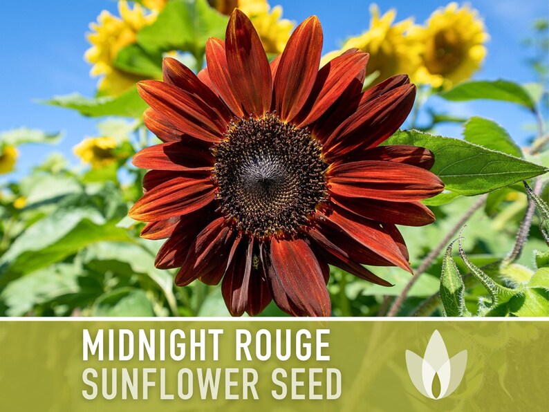 Midnight Rouge Sunflower Seeds - Burgundy Bouquet Flowers afbeelding 4