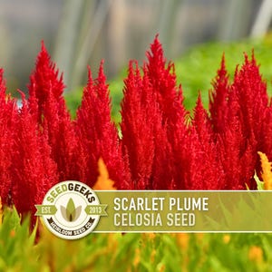 May include: Close-up of vibrant red Scarlet Plume Celosia flowers. The image showcases a cluster of the flowers with a textured, feathery appearance. The flowers are in full bloom, with a blurred green background. The text "Scarlet Plume Celosia Seed" is visible.