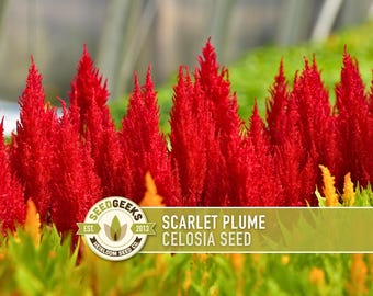 May include: A close-up of bright red Scarlet Plume Celosia flowers. The image shows a cluster of the flowers with a textured, feathery appearance. The flowers are in full bloom, with a blurred green background. The text "Scarlet Plume Celosia Seed" is visible.