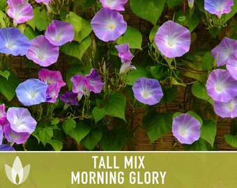 Morning Glory Tall Mix Flower Seeds - Heirloom, Vining, Bee Friendly, Beneficial Bug, Butterfly Garden, Hummingbird Garden, Open Pollinated